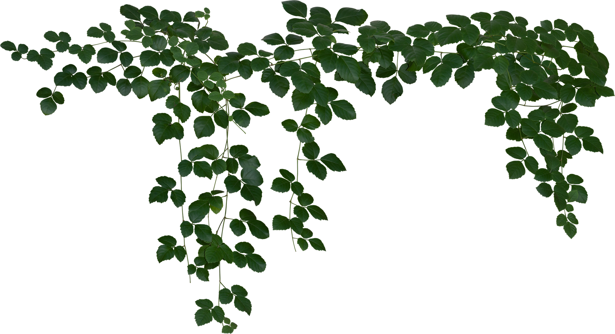 Vine Plant Illustration